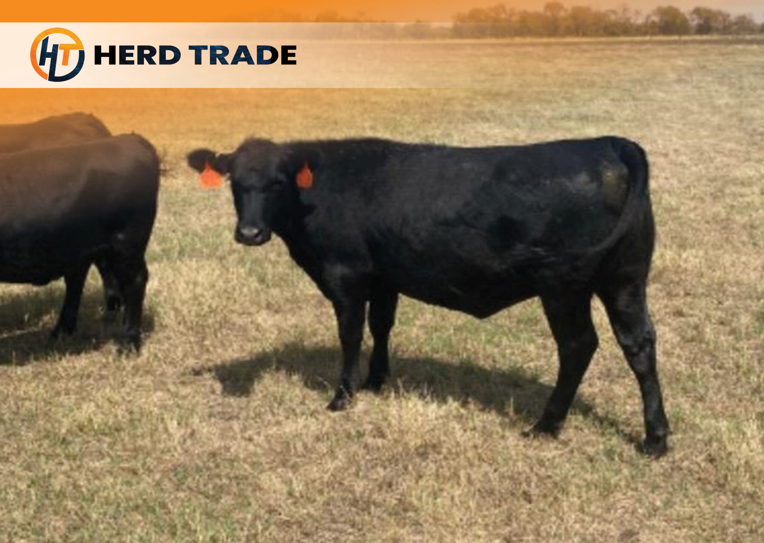 Bred Angus Heifers For Sale:  HT-0002